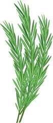 Illustration of vivid green rosemary springs, isolated on a white background, suitable for culinary themes