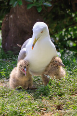 A black-tailed gull chick snuggles up to its parent