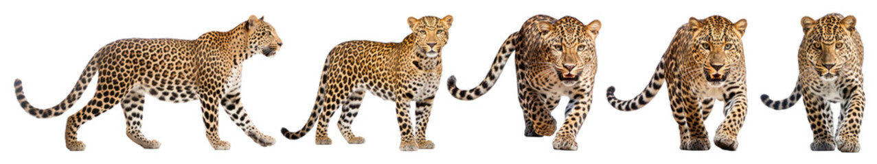Fototapeta premium Leopard walking wildlife animal png on transparent background