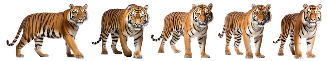 Fototapeta premium Tiger walking wildlife animal png on transparent background