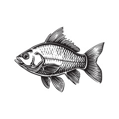 Fototapeta premium black and white hand drawn illustration of fish isolated on white.
