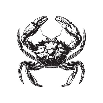 recommend clip art:  Black and white crab vintage ink drawing vector illustration for t-shirt design