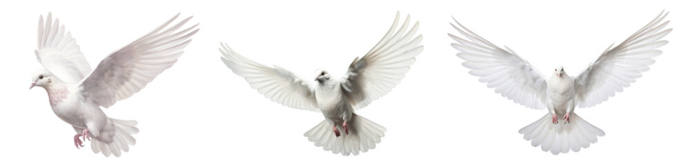 Dove Flying png on transparent background