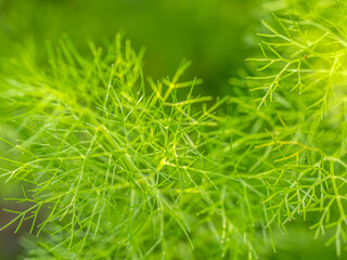 Garden asparagus