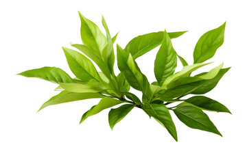 Obraz premium Whispers of Nature: A Verdant Symphony on a Clear PNG or White Background.