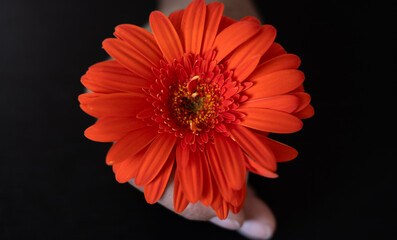 Close up image of a vibrant bright orange red gerbera daisy flowers blooming holding by a female hand