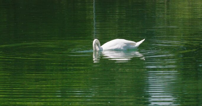 CIgno bianco in cerca di cibo sul lago