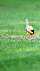 Storch mit rotem Schnabel schreitet im Abendlicht über den Bauernhof am Pfingstwochenende. Infoblatt der Wildlife Broschüre.