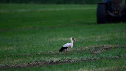 Storch mit rotem Schnabel schreitet im Abendlicht über den Bauernhof am Pfingstwochenende. Infoblatt der Wildlife Broschüre.