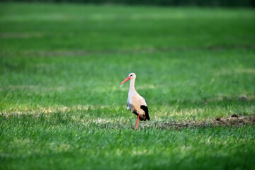 Fototapeta premium Storch mit rotem Schnabel schreitet im Abendlicht über den Bauernhof am Pfingstwochenende. Infoblatt der Wildlife Broschüre.