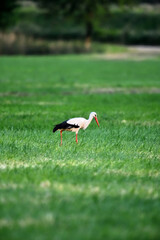 Storch mit rotem Schnabel schreitet im Abendlicht über den Bauernhof am Pfingstwochenende. Infoblatt der Gras Broschüre.