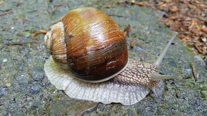 Close-up of a garden snail on a rock surface