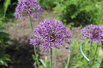 Beautiful purple flowers of allium aflatunense on a bright sunny day in the organic garden. Allium aflatunense is a species of plant in the Amaryllis family. - Powered by Adobe