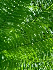 Green fern leaves natural background