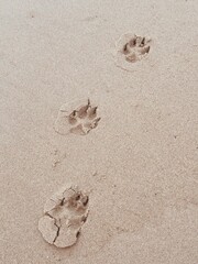 Paws on the beach 
