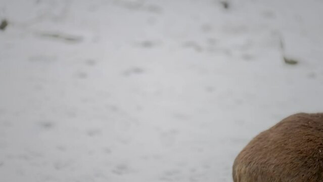 Barbary sheep (Ammotragus lervia)