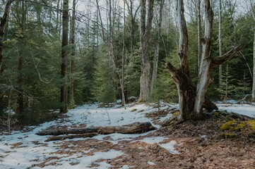 Winter forest blanketed in snow