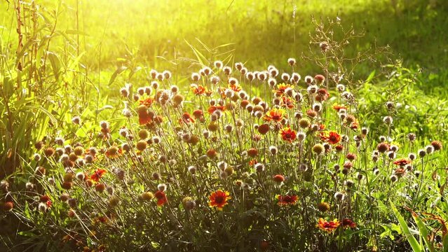 Gaillardia pulchella (firewheel, Indian blanket, Indian blanketflower, sundance), is North American species of short-lived perennial or annual flowering plants in sunflower family.