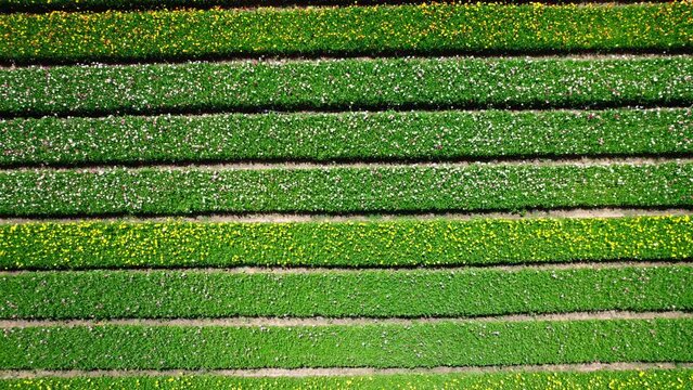 Field aerial video of Ranunculus in Kibbutz Nir Yitzhak