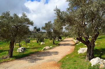 Beautiful Rehavia Park in Jerusalem, Valley of the Cross, lush with trees