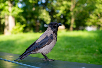 Hooded crow perched on a park bench.