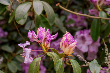 photo of spring flowers in the park