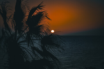 Obraz premium Palm tree halo against sunset on the Red Sea horizon.