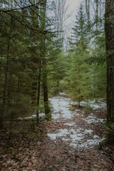 Snow-covered path winding through a forest of trees