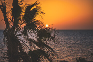 Palm tree halo against sunset on the Red Sea horizon.