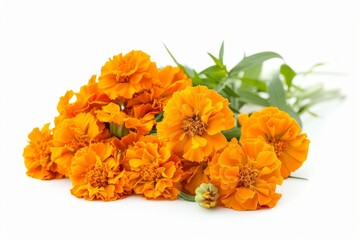 Realistic photograph of a complete Marigolds,solid stark white background, focused lighting