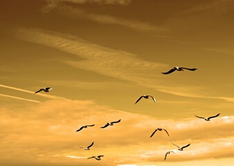 birds flying in formation at sunset with sky background and clouds