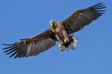 a close up of a bird flying in the sky with its wings spread
