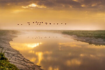 a flock of birds flying over a river in the air