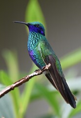 a hummingbird that is perched on a twig with green background