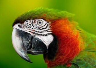 a parrot is standing in front of a green background with yellow accents