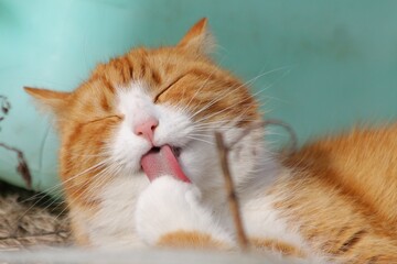 an orange and white cat yawns with his tongue open