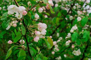photo of spring apple tree flowers