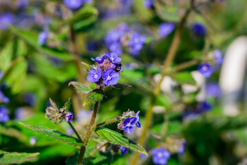 spring background with spring  flowers