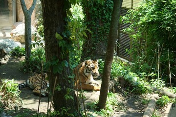 上野動物園で飼育されているスマトラトラ