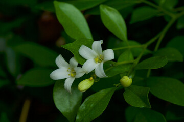White jasmine flowers surrounded by lush green leaves