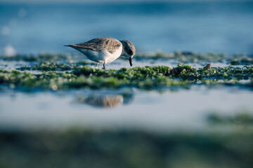 Plover bird in water feeding on grass