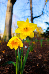 two yellow flowers sitting on top of leaves next to a tree