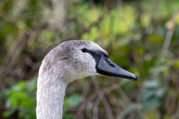 closeup of a bird looking directly in the camera lens