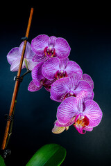 a close up of two purple orchids on a stem