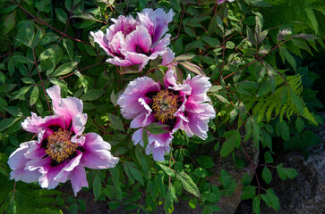 pink flowers in the garden