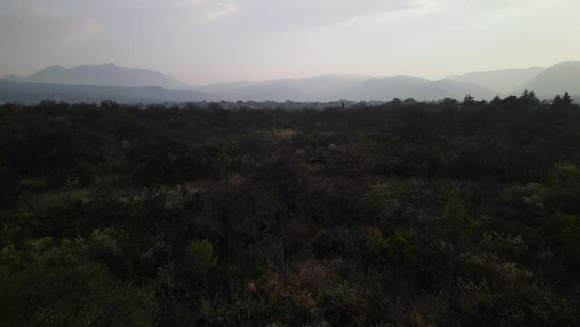 Drone footage of a green trees and plants in a park on the south of Mexico City at sunset, Mexico