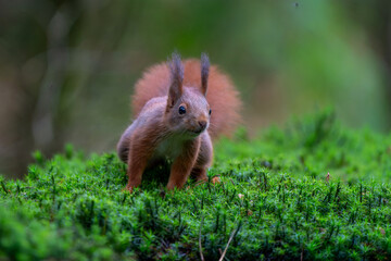Eurasian red squirrel (Sciurus vulgaris) searching for food in the forest in the Netherlands.