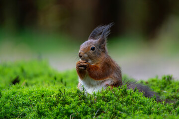 Eurasian red squirrel (Sciurus vulgaris) searching for food in the forest in the Netherlands.