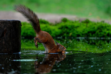 Eurasian red squirrel (Sciurus vulgaris) searching for food in the forest in the Netherlands.