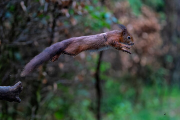 Eurasian red squirrel (Sciurus vulgaris) jumping in the forest of Noord Brabant in the Netherlands. 